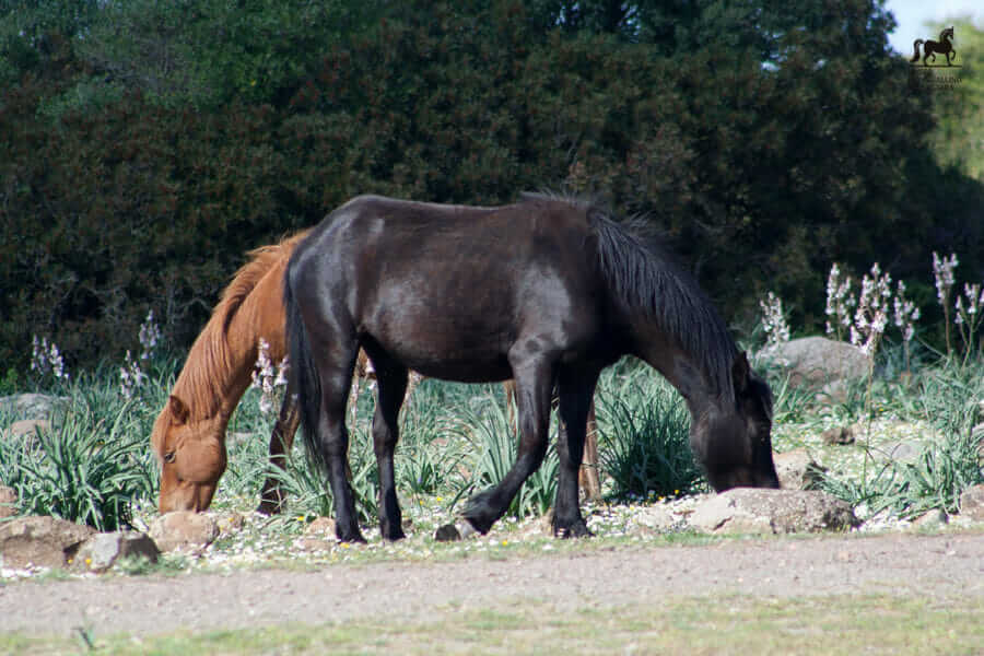 Una coppia di cavalli sulla Giara di Gesturi al pascolo